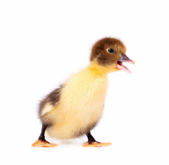 Newborn duckling isolated on white background. Duck with clipping path.