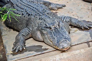 this is a close up of an american alligator