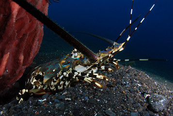Incredible Underwater World - Ornate Spiny Lobster - Panulirus ornatus (living underneath Xestospongia testudinaria). Diving in Bali.