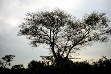 Obraz premium Tree in Uganda