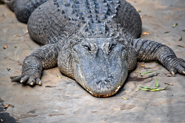 this is a close up of an american alligator