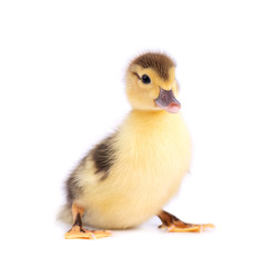 Newborn duckling isolated on white background. Duck with clipping path.