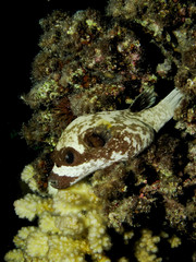 Masked Puffer (arothron diadematus). Taken in Red Sea, Egypt. © lilithlita