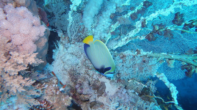 A beautiful Emperor Angelfish (Pomacanthus imperator) swimming in front of beautiful hard corals at the panorama reef in the Red Sea in Egypt