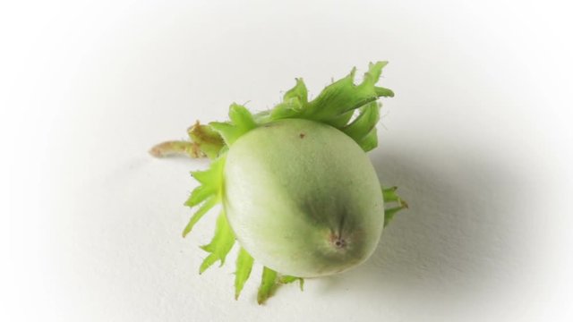 A hazelnut in rotation on white background