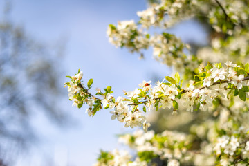 Beautiful tender tree blossom in sunny light, floral background, spring blooming flowers.