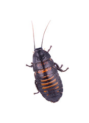 Madagascar hissing Cockroach isolated on white background.