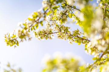 Beautiful tender tree blossom in sunny light, floral background, spring blooming flowers.