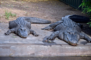 two american alligators