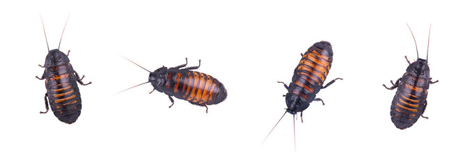 Set of isolated cockroach on white background. Closeup madagascar hissing cockroach isolated on...