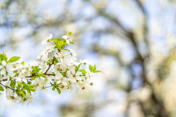 Beautiful tender tree blossom in sunny light, floral background, spring blooming flowers.