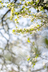 Beautiful tender tree blossom in sunny light, floral background, spring blooming flowers.