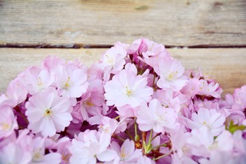 Frühling - Japanische Kirschblüten - Grußkarte 