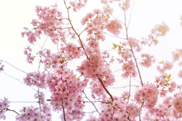 Beautiful tender tree blossom in sun light, floral background, spring blooming flowers