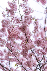 Beautiful tender tree blossom in sun light, floral background, spring blooming flowers