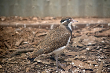 a young banded lapwing