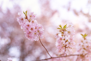 Beautiful tender tree blossom in sun light, floral background, spring blooming flowers
