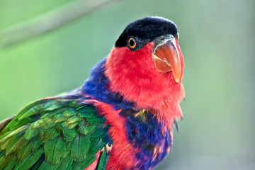 A close up of a black capped lory