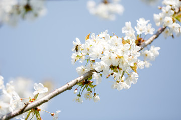 Biene bestäubt Apfelbaum, weiße Apfelblüten am Zweig, Biene in Blüte