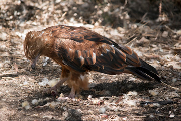 A close up of a  black kite