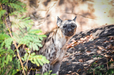 Hyena in the national park south africa / Spotted hyena Crocuta crocuta