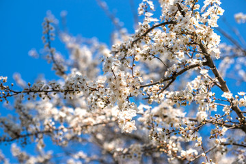 Branches of blossoming tree outdoors at spring.
