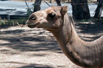 this is a close up of a dromedary camel