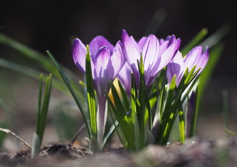 Blossoming of beautiful spring crocuses in a garden