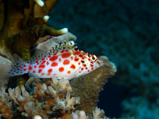 Pixie hawkfish (cirrhitichthys oxycephalus). Taking in Red Sea, Egypt.