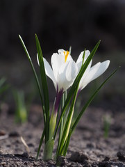 Blossoming of white spring large-flowered crocuses in a garden