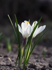 Fototapeta premium Blossoming of white spring large-flowered crocuses in a garden