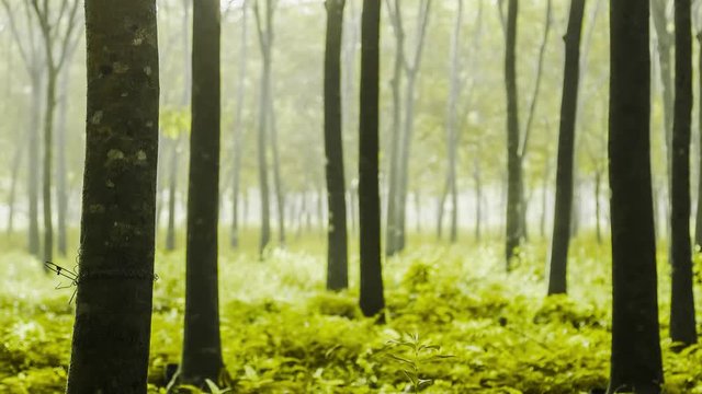 Time lapse 4k, Tree para rubber in forest with mist blurred background