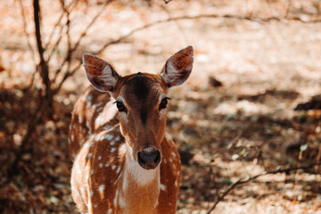 Deer staring at the camera