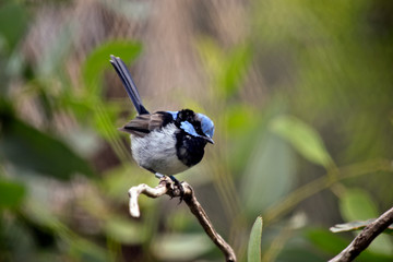 this is a close up of a small fairy wren
