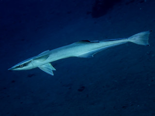 Shurksucker (Echeneis naucrates)