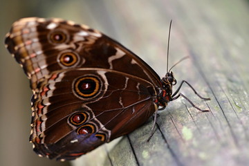 Detail of a large exotic butterfly