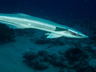 Fototapeta premium Sharksucker (Echeneis naucrates). Taking in Red Sea, Egypt.