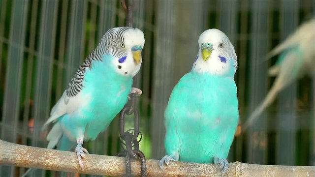 Two blue wavy parrots locked in a cage kiss and flirt.