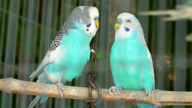 Two blue wavy parrots locked in a cage kiss and flirt.