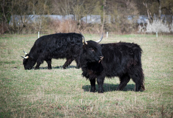 Scottish highland cattle in the mountains - A  black Scottish Highland cattle with large horns