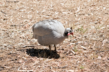 A Helmeted Guinea fowl