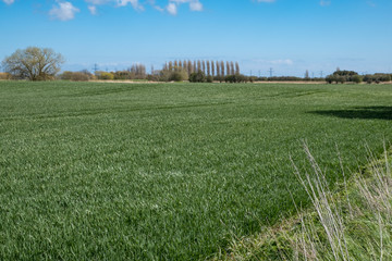 Meadow in Kent countryside with wheat field