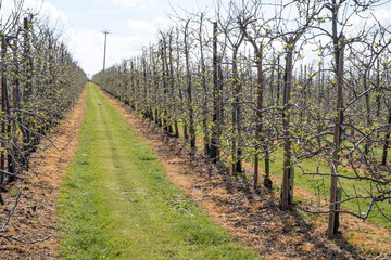 Fototapeta premium Kent apple orchards 