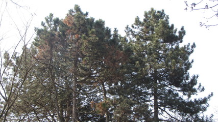 Obraz premium trees in winter