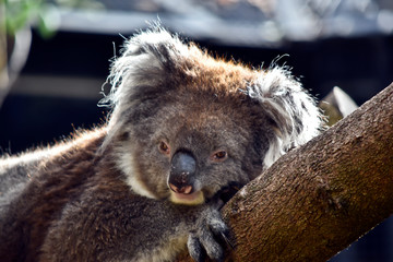 a koala relaxing on a tree