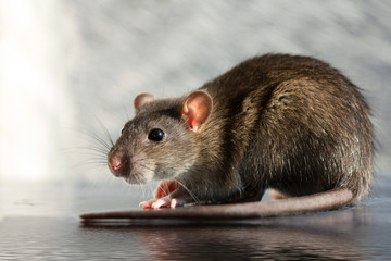 Close-up gray rat