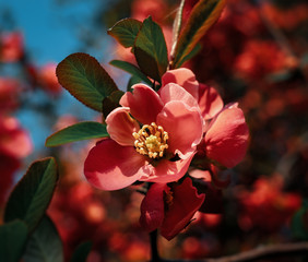 Japanese quince flowers