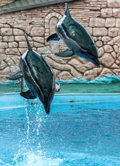 Two dolphins jumping from the pool in the park