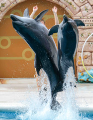 Two dolphins jumping from the pool in the park