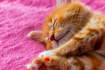 ginger cat relax after play. the kitten is lying on its back on pink cover. kitty is sleeping. close up